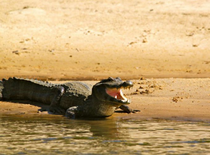 5 days in North Pantanal at the Pousada Piuval