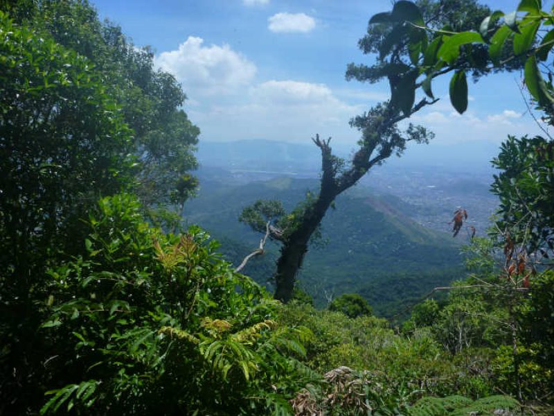 Southeast Brazil Rio de Janeiro Tijuca forest 800x600