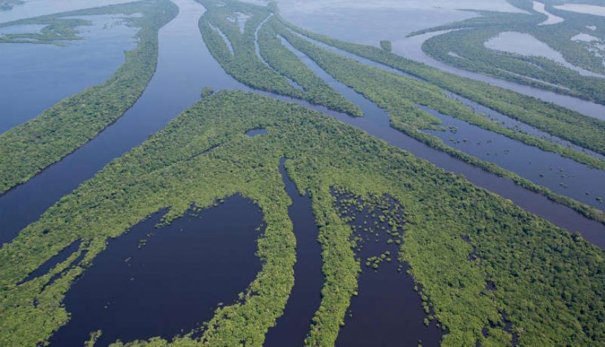 Amazon river negro - Anavilhanas archipelago- Amazon river negro - Anavilhanas archipelago - Parque Nacional de Anavilhanas