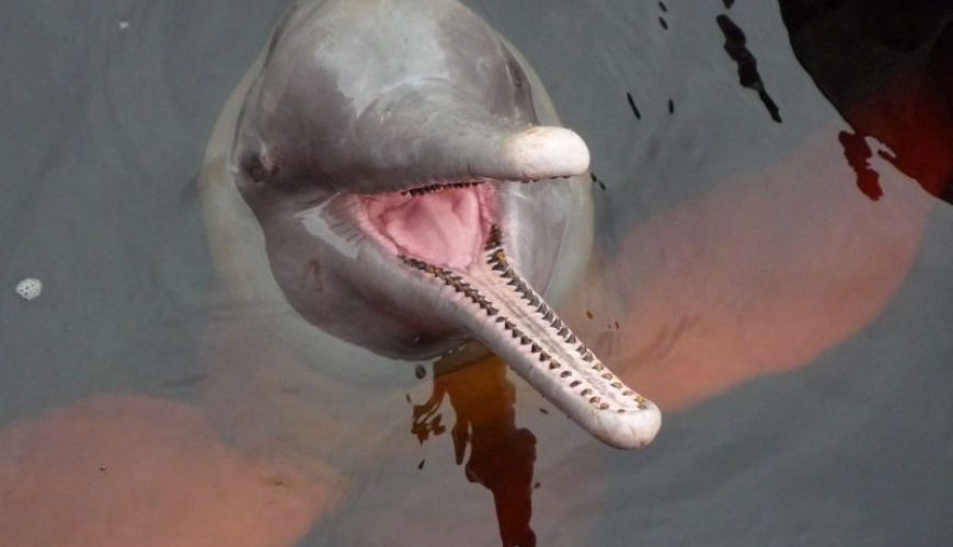 North Brazil - Amazon river negro - Pink dolphin - boto-cor-de-rosa