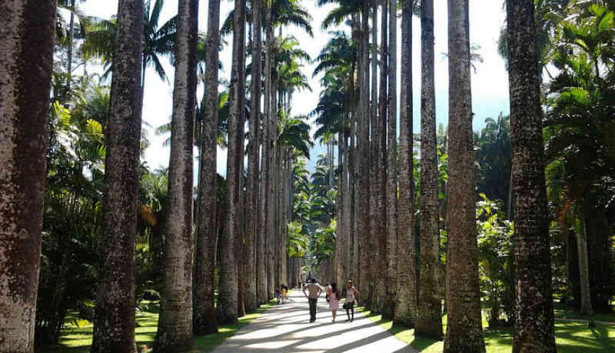 Southeast Brazil - Rio de Janeiro - Imperial palm trees alley - jardim botânico do rio de Janeiro