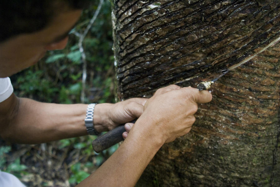 Seringueiro, rubber tree tapper