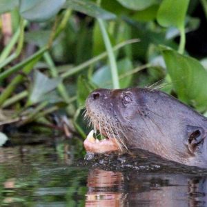 Central Brazil - South Pantanal - Giant otter